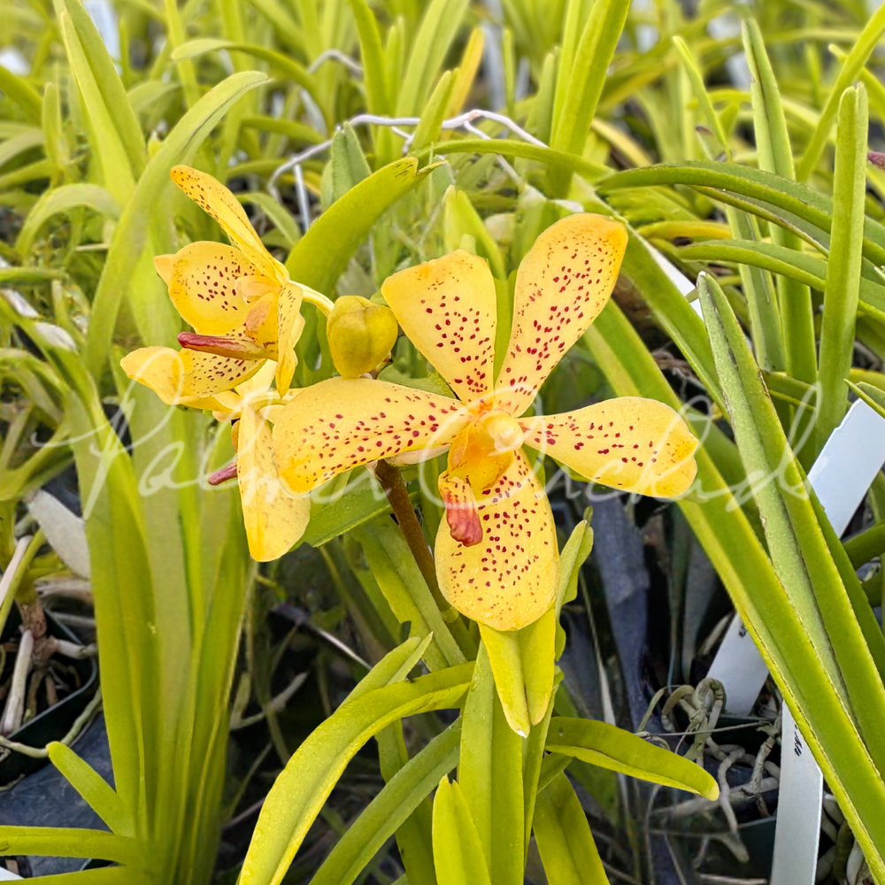 世界の野生蘭ORCHIDATLAS VOL.8 Dr.KOJI KARASAWA The Wild Orchids of California: Coleman, Ronald A.: 9780801430121